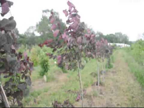 how to transplant ironweed