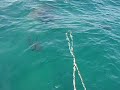 Feeding Sharks