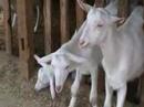 Some goats which are going to escape... Some goats which are going to escape...