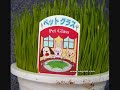 pics from www.engrish.com. the song is you belong to me now by the candy butchers. i don't own the song or the pics.