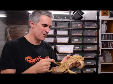 YouTube reptile video