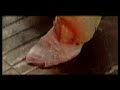 extrema   the world decline