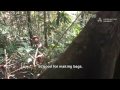 The Forbidden Forests of the Dayak, Borneo, Indonesia