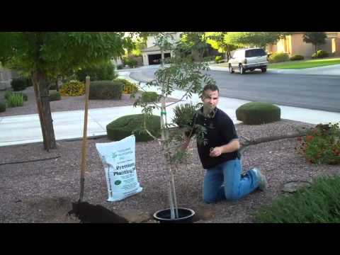 how to transplant apricot tree