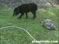 turtle rape a dog