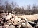 Elephant charging (almost)
