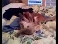 Munchkin and Siamese play