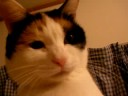 ???????MIYA?Cat ???????MIYA?Cat