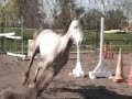 Orane - arabian mare free jumps Orane - arabian mare free jumps
