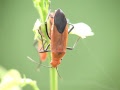 Bugs are us