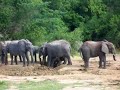 Elephants in Yankari Game Reserve