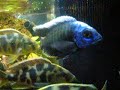 Copadichromis m\