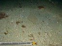 Plong�e au Tiboulen du Friuol