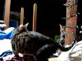 Kitten Fight: 6mo Marbel VS. M Icon