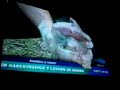 cerdo con cara de persona