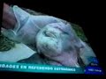 cerdo con cara de persona