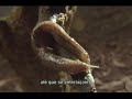 Biologia: Reprodução das lesmas (Prof. Toid)