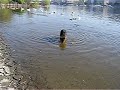 Hekla water dog