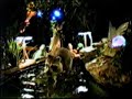 Raccoon in goldfish pond