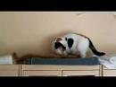 flöckchen putzt babou den bauch