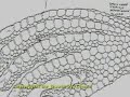 )·)·)-_ The Reptilian Race _-(·(·(