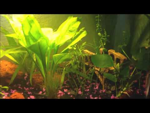 how to fertilize freshwater plants