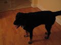 Meet My Dogs