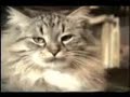 Funny Cats