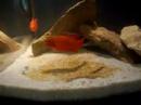 petite dedicace a stephane un ami aquariophile