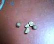 Habichuelas saltarinas/Jumping Beans