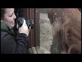 Oregon Zoo Orangutans and the 2008 Super Bowl