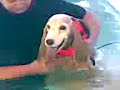 Four Paws Aqua Dog Hydrotherapy Pool - Amber Four Paws Aqua Dog Hydrotherapy Pool - Amber