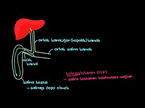 FİZYOLOJİ - SAFRA KANALLARI