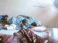 videos de A mon Ami Waly
