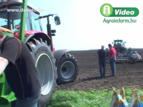 K�s�rleti kukoricavet�s Mez�hegyesen