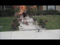 S&J skate