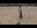 L'almozara Super Dogs