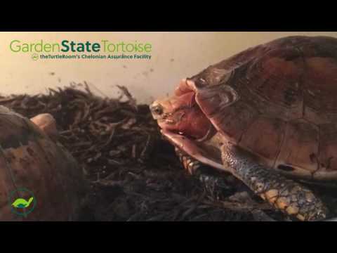YouTube reptile video