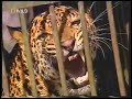 SHOCKING: Leopard kills a child from a village in india