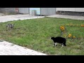 Cat vs Dog! Cat wins! HD