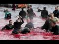 Arretez la chasse � la baleine Stop whale hunting Greenpeace