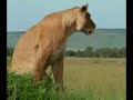 Lions fighting