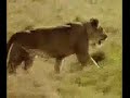 Lions Fighting
