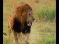 Lions fighting