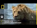 Aslanlar�n Avlar� belgeseli video.
