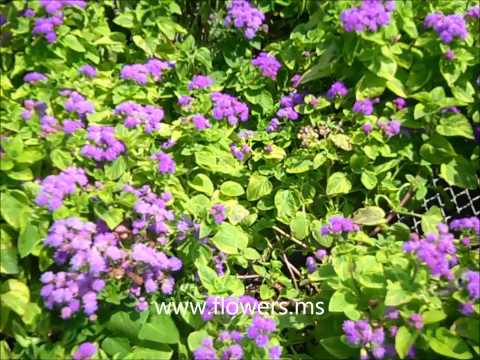 how to harvest ageratum seeds