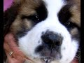 saint-bernard-bran
