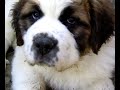 saint-bernard-bran