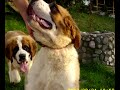 saint-bernard-bran
