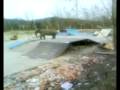 skatepark domžale obisk slon